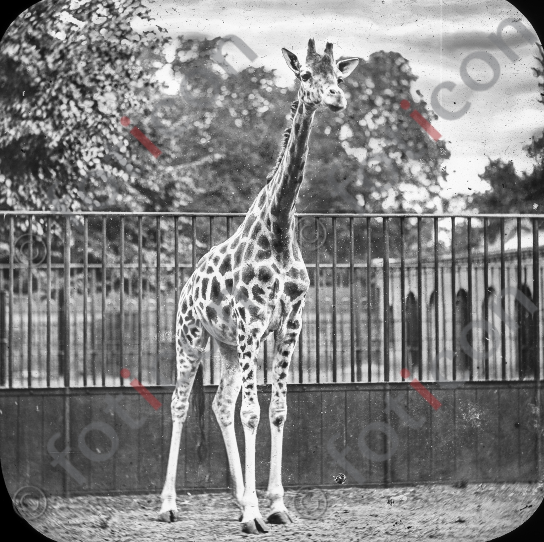 Giraffe | Giraffe - Foto foticon-simon-167-037-sw.jpg | foticon.de - Bilddatenbank für Motive aus Geschichte und Kultur